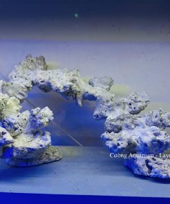 MÃ 178 - LAYOUT CÁ BIỂN BỂ 50CM - ROYALAQUA