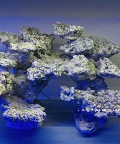 MÃ 179 - LAYOUT CÁ BIỂN BỂ 50CM - ROYALAQUA