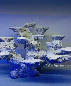 MÃ 180 - LAYOUT CÁ BIỂN BỂ 60CM - ROYALAQUA