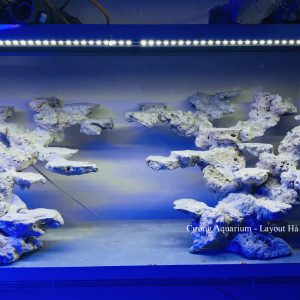 MÃ 181 - LAYOUT CÁ BIỂN BỂ 120CM - ROYALAQUA