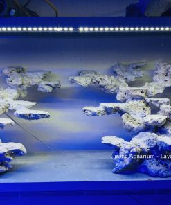 MÃ 181 - LAYOUT CÁ BIỂN BỂ 120CM - ROYALAQUA