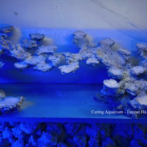 MÃ 182 - LAYOUT CÁ BIỂN BỂ 120CM - ROYALAQUA