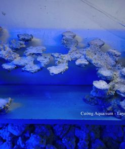MÃ 182 - LAYOUT CÁ BIỂN BỂ 120CM - ROYALAQUA