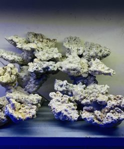 MÃ 183 - LAYOUT CÁ BIỂN BỂ 50CM - ROYALAQUA