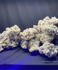 MÃ 69 - LAYOUT CÁ CẢNH BIỂN BỂ  90CM - ROYALAQUA