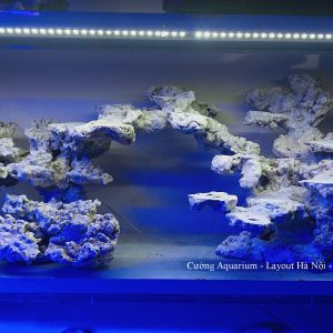 MÃ 184 - LAYOUT CÁ BIỂN BỂ 150CM - ROYALAQUA