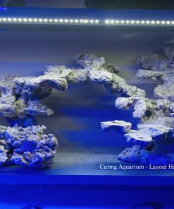 MÃ 184 - LAYOUT CÁ BIỂN BỂ 150CM - ROYALAQUA