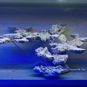 MÃ 185 - LAYOUT CÁ BIỂN BỂ 60CM - ROYALAQUA