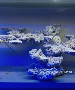 MÃ 185 - LAYOUT CÁ BIỂN BỂ 60CM - ROYALAQUA