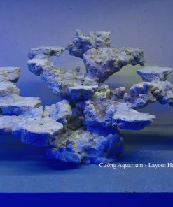 MÃ 186 - LAYOUT CÁ BIỂN BỂ 60CM - ROYALAQUA