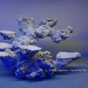 MÃ 187 - LAYOUT CÁ BIỂN BỂ 40CM - ROYALAQUA