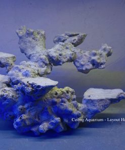 MÃ 187 - LAYOUT CÁ BIỂN BỂ 40CM - ROYALAQUA