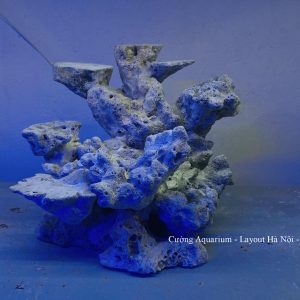 MÃ 188 - LAYOUT CÁ BIỂN BỂ 40CM - ROYALAQUA