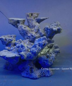 MÃ 188 - LAYOUT CÁ BIỂN BỂ 40CM - ROYALAQUA