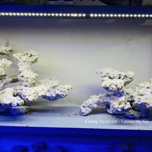 MÃ 189 - LAYOUT CÁ BIỂN BỂ 90CM - ROYALAQUA