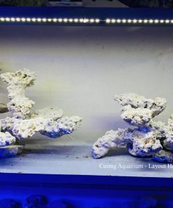 MÃ 189 - LAYOUT CÁ BIỂN BỂ 90CM - ROYALAQUA