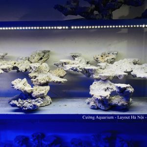 MÃ 190 - LAYOUT CÁ BIỂN BỂ 120CM - ROYALAQUA