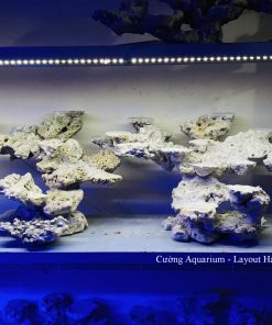 MÃ 190 - LAYOUT CÁ BIỂN BỂ 120CM - ROYALAQUA