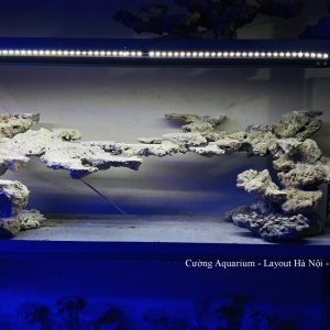 MÃ 191 - LAYOUT CÁ BIỂN BỂ 150CM - ROYALAQUA