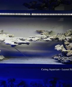 MÃ 191 - LAYOUT CÁ BIỂN BỂ 150CM - ROYALAQUA