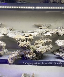 MÃ 193 - LAYOUT CÁ BIỂN BỂ 150CM - ROYALAQUA