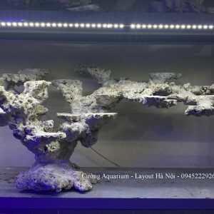 MÃ 194 - LAYOUT CÁ BIỂN BỂ 60CM - ROYALAQUA