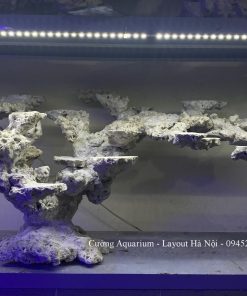 MÃ 194 - LAYOUT CÁ BIỂN BỂ 60CM - ROYALAQUA