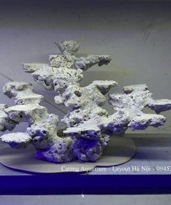 MÃ 196 - LAYOUT CÁ BIỂN BỂ 60x40x40CM - ROYALAQUA