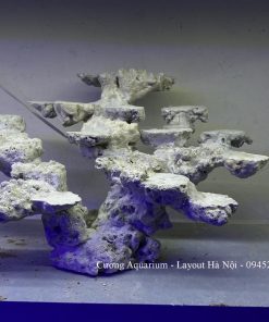 MÃ 197 - LAYOUT CÁ BIỂN BỂ 50CM - ROYALAQUA