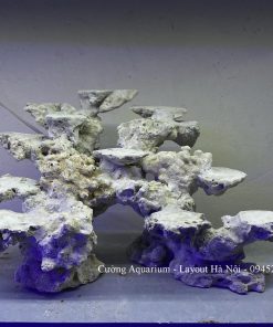 MÃ 198 - LAYOUT CÁ BIỂN BỂ 50x40x40CM - ROYALAQUA