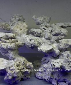 MÃ 199 - LAYOUT CÁ BIỂN BỂ 40CM - ROYALAQUA