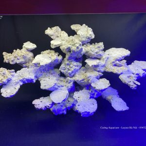 MÃ 70 - LAYOUT CÁ CẢNH BIỂN BỂ 60CM - ROYALAQUA