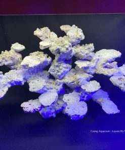 MÃ 70 - LAYOUT CÁ CẢNH BIỂN BỂ 60CM - ROYALAQUA