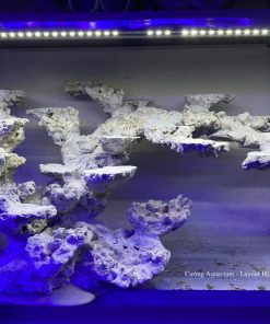 MÃ 200 - LAYOUT CA BIỂN BỂ 100x60x60CM - ROYALAQUA