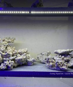MÃ 201 - LAYOUT CÁ BIỂN BỂ 120x50x50CM - ROYALAQUA