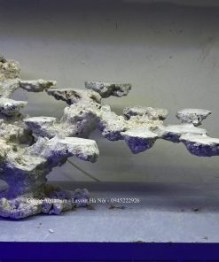 MÃ 203 - LAYOUT CÁ BIỂN BỂ 80x40x40CM - ROYALAQUA