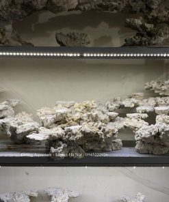 MÃ 204 - LAYOUT CÁ BIỂN BỂ 150x70x60CM - ROYALAQUA