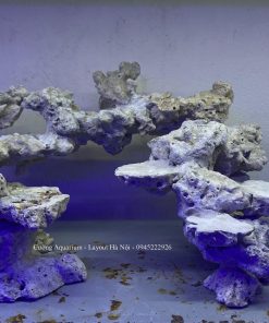 MÃ 205 - LAYOUT CÁ BIỂN BỂ 70CM - ROYALAQUA