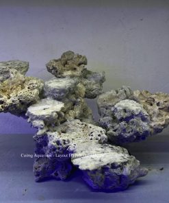 MÃ 206 - LAYOUT CÁ BIỂN BỂ 50x45x45CM - ROYALAQUA