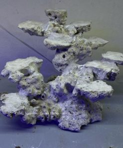 MÃ 207 - LAYOUT CÁ BIỂN BỂ CUBIC 35CM LỌC VÁCH - ROYA ALQUA