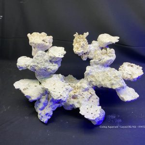 MÃ 71 - LAYOUT CÁ CẢNH BIỂN BỂ 45CM - ROYAQLAQUA