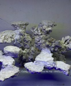 MÃ 210 - LAYOUT CÁ BIỂN BỂ 60CM - ROYALAQUA