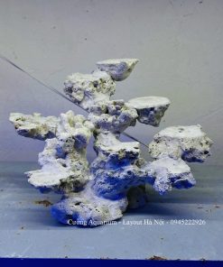 MÃ 211 - LAYOUT CÁ BIỂN BỂ CUBIC 35CM  LỌC VÁCH - ROYALAQUA