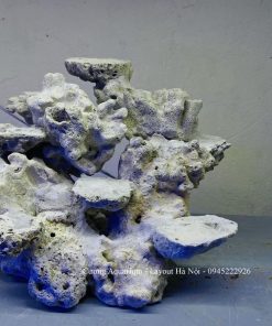 MÃ 212 - LAYOUT CÁ BIỂN BỂ 25CM - ROYALAQUA