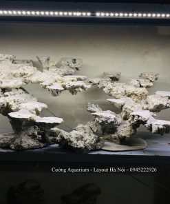 MÃ 213 - LAYOUT CÁ BIỂN BỂ 90x70x55CM - ROYALAQUA