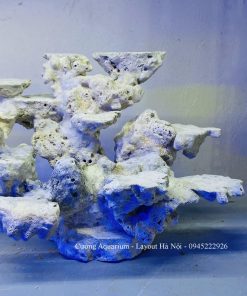 MÃ 215 - LAYOOUT CÁ BIỂN BỂ 40CM - ROYALAQUA