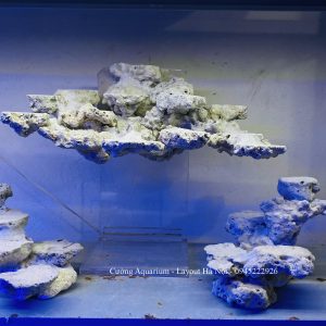 MÃ 216 - LAYOUT CÁ BIỂN BỂ 50CM - ROYALAQUA