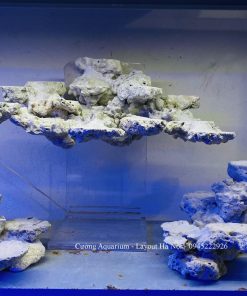 MÃ 216 - LAYOUT CÁ BIỂN BỂ 50CM - ROYALAQUA