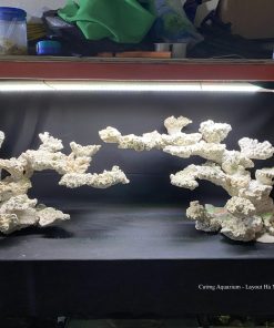 MÃ 72 - LAYOUT CÁ CẢNH BIỂN BỂ 150CM - ROYALAQUA