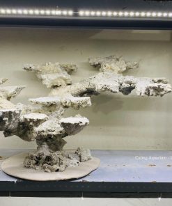 MÃ 217 - LAYOUT CÁ BIỂN BỂ 60CM - ROYALAQUA